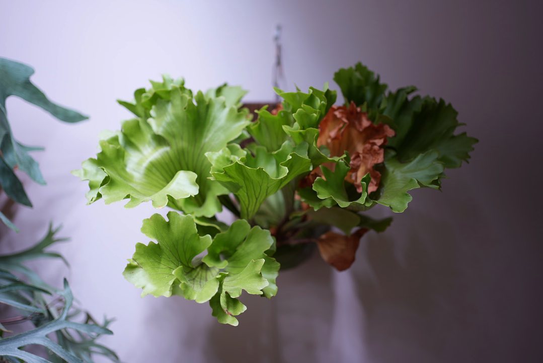 Platycerium ridleyi monkey king ブロンコビリーのサラダバー並みのフレ