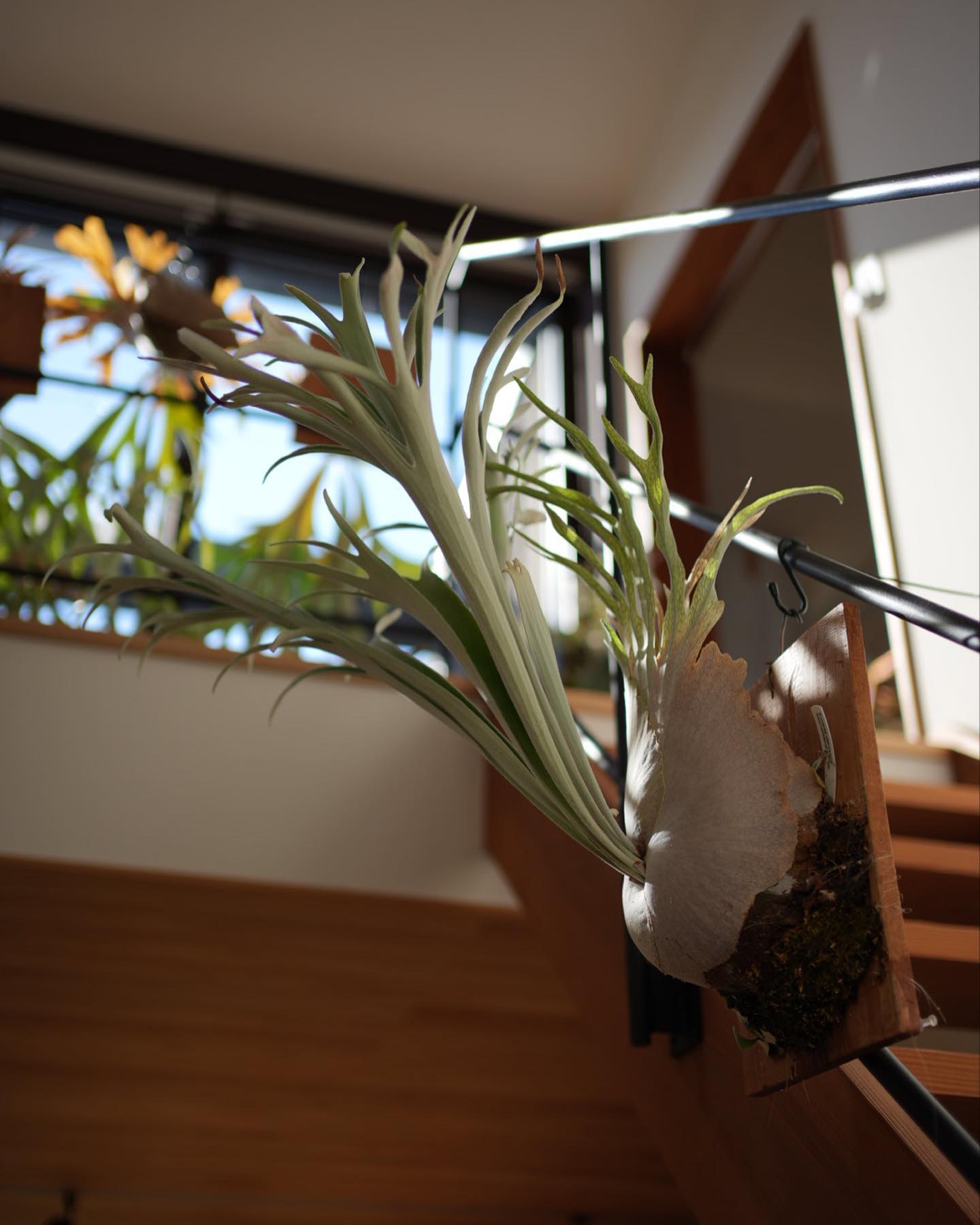 ベイチーワイルドvp16 from @vandaka_plants 光の具合がめっちゃ重要ですね！