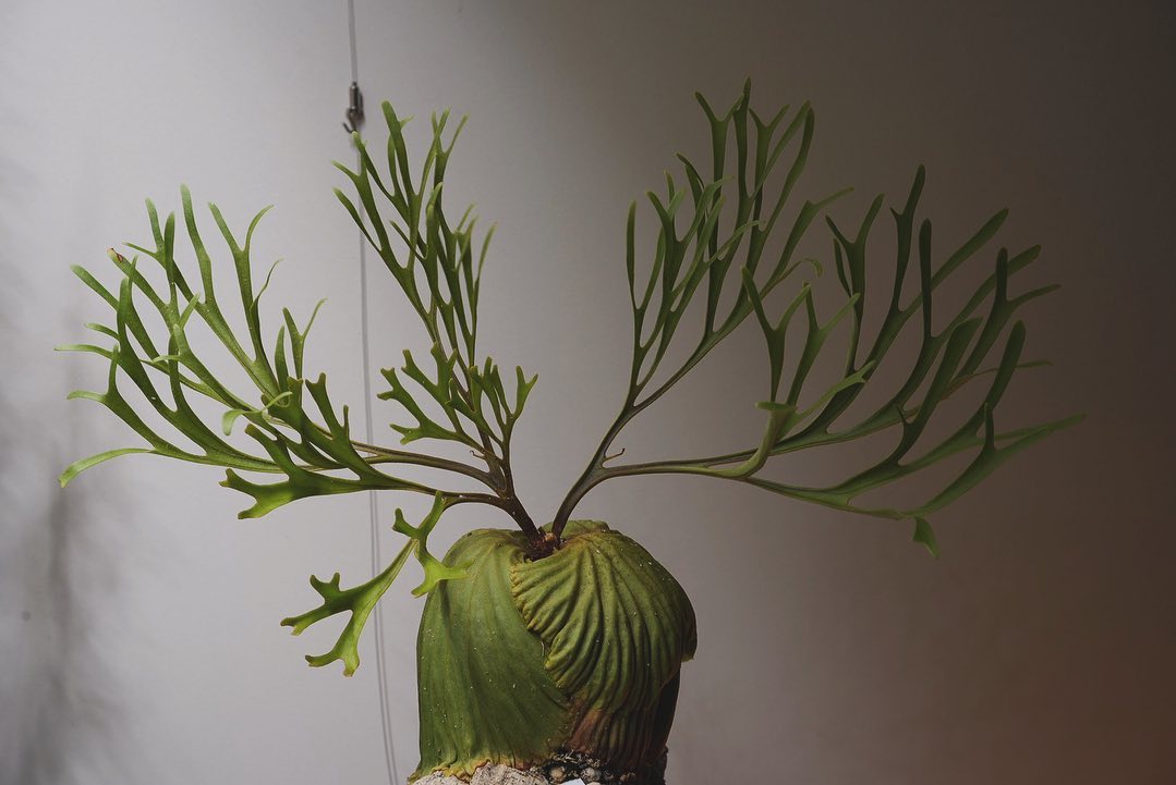 Platycerium ridleyi nano from @katsu_hibino 角が3本にな