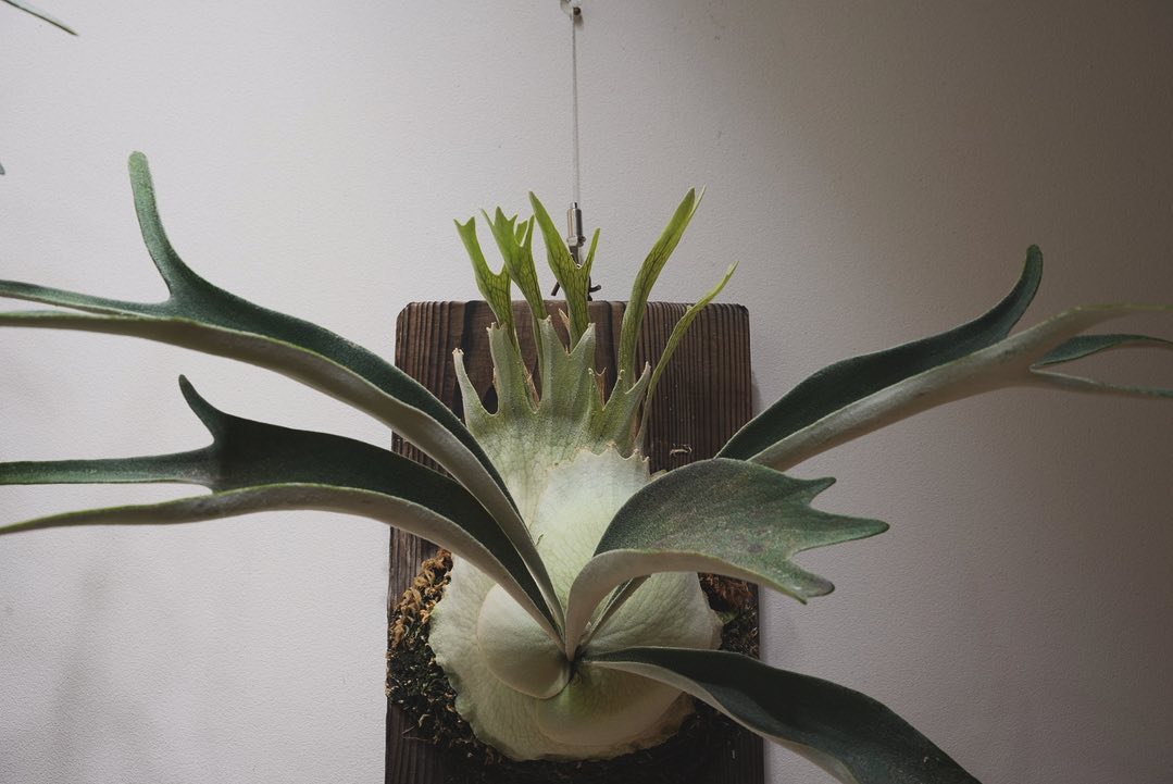 P.veitchii auburn river胞子培養＃3 1枚目20240115 5枚目20230