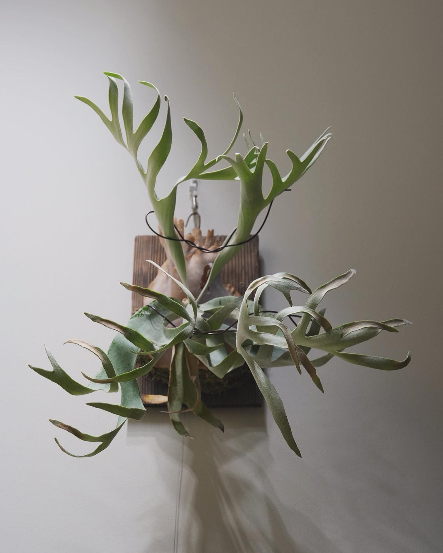 P.gqgq 撮っててちょっと興奮した。