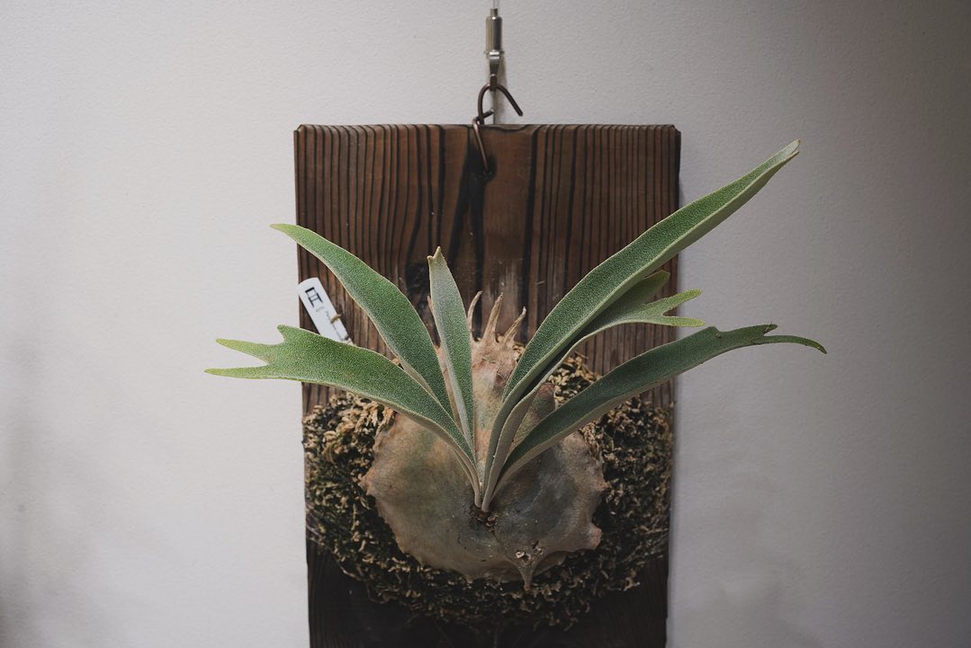 P.veitchii auburn river胞子培養＃4