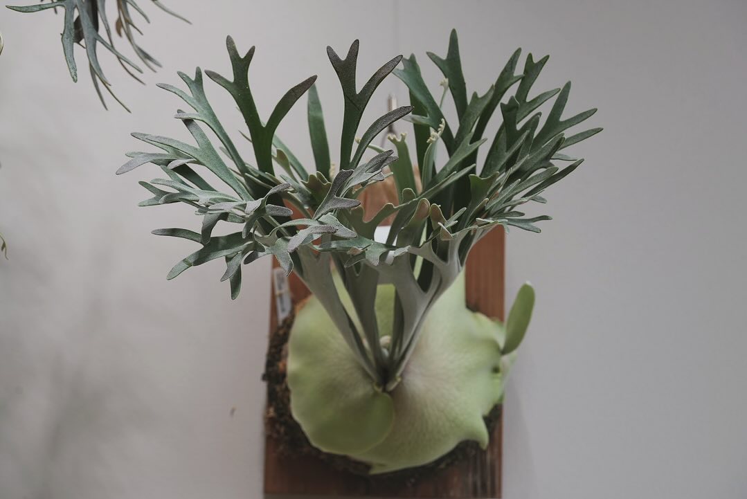 P.Elsa from @vandaka_plants ボンカレーがどう作っても美味いように、エルサ