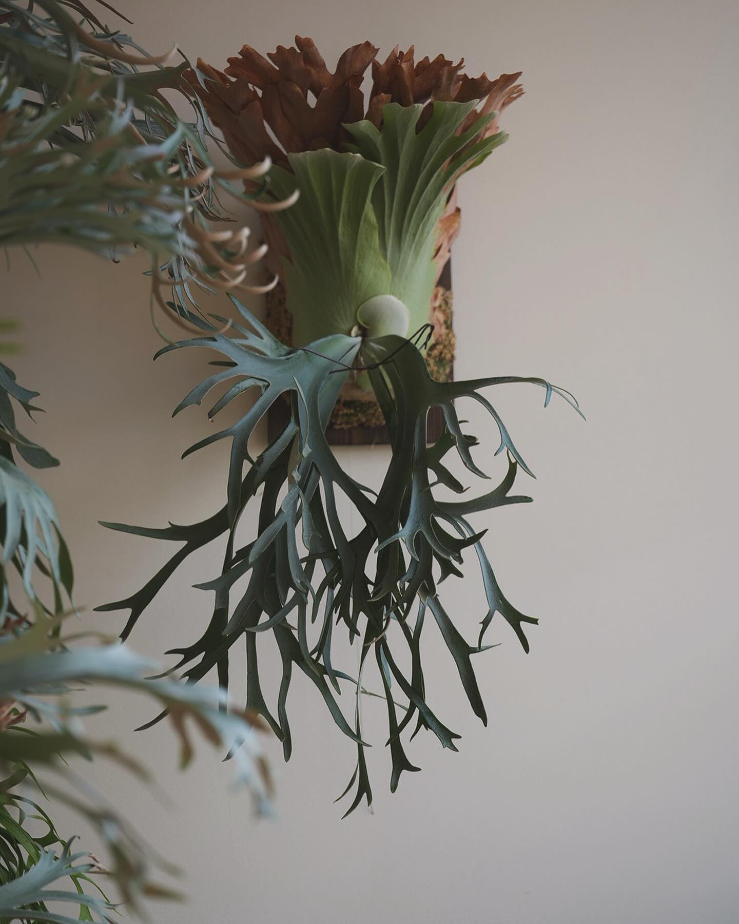 P.willinckii smurf from @katsu_hibino なんとか貯水葉の高さは前