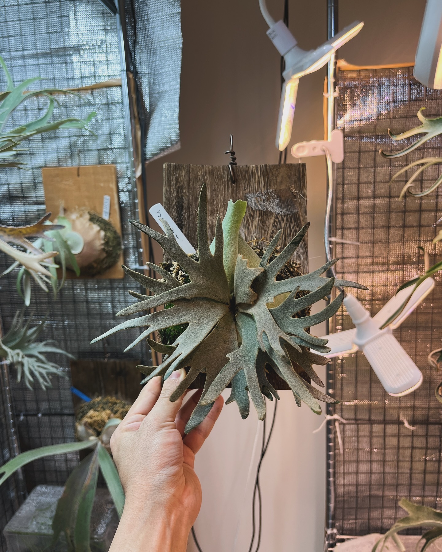 P.willinckii jade girl sporeling #4