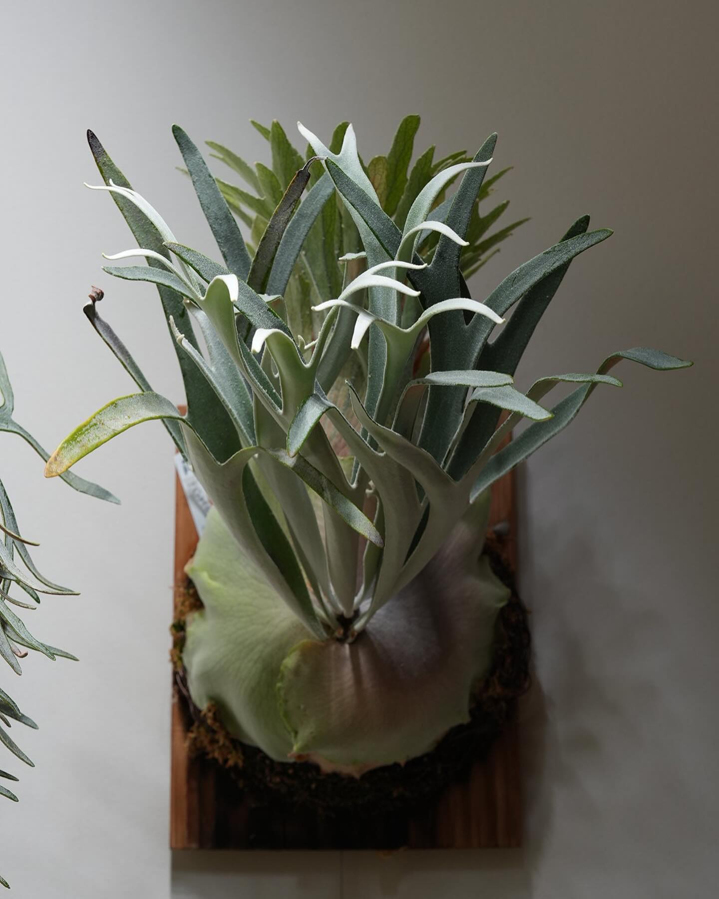 P.veitchii "King Fisher” from @botanyvalley ギッチギチの