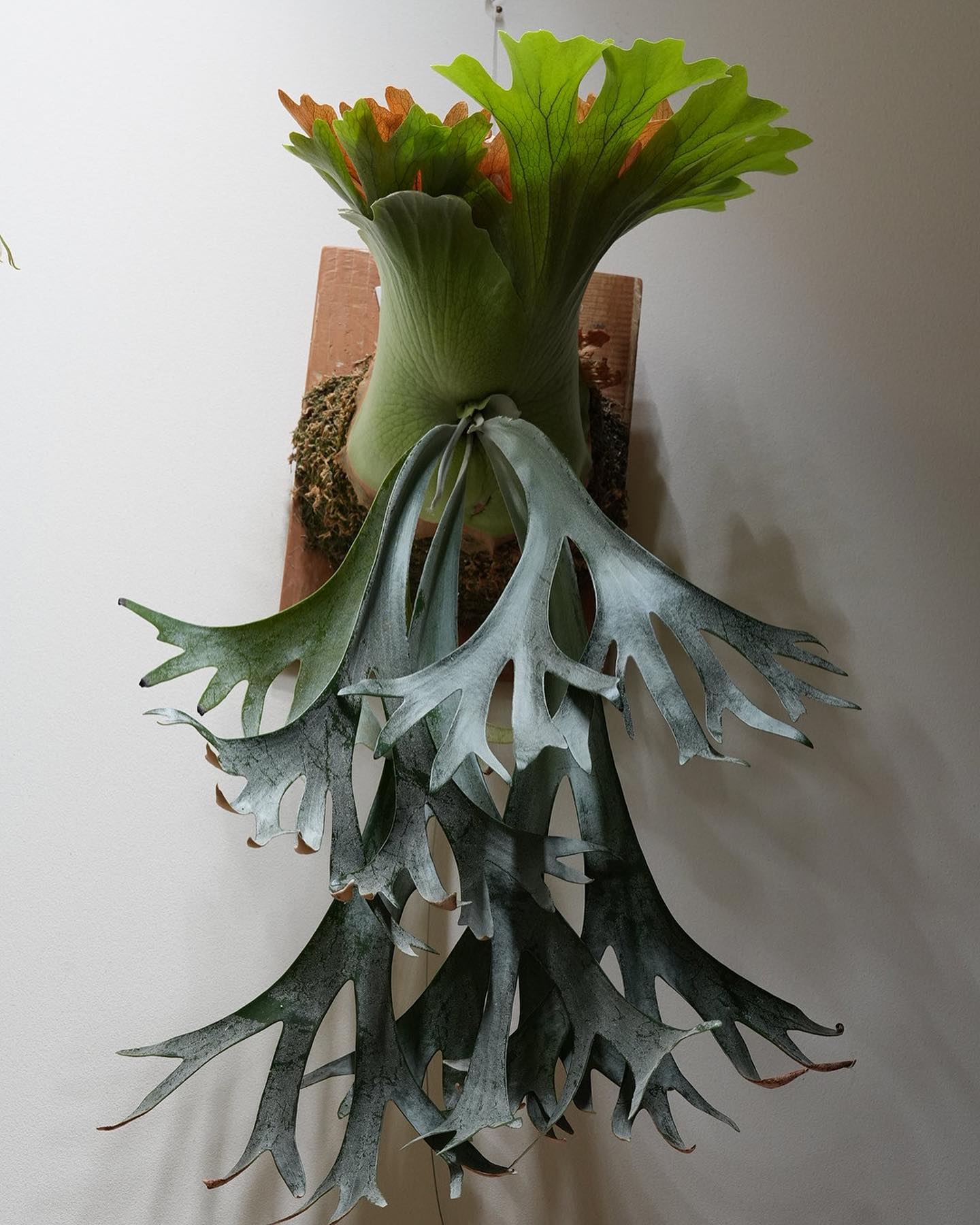 P willinckii scofieldtatsuta spore from @botanique