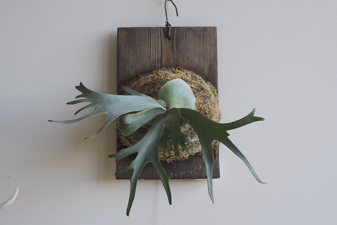 P.willinckii blue queen やっと勢い出てきました。 苔増し マグァンプ コンポ