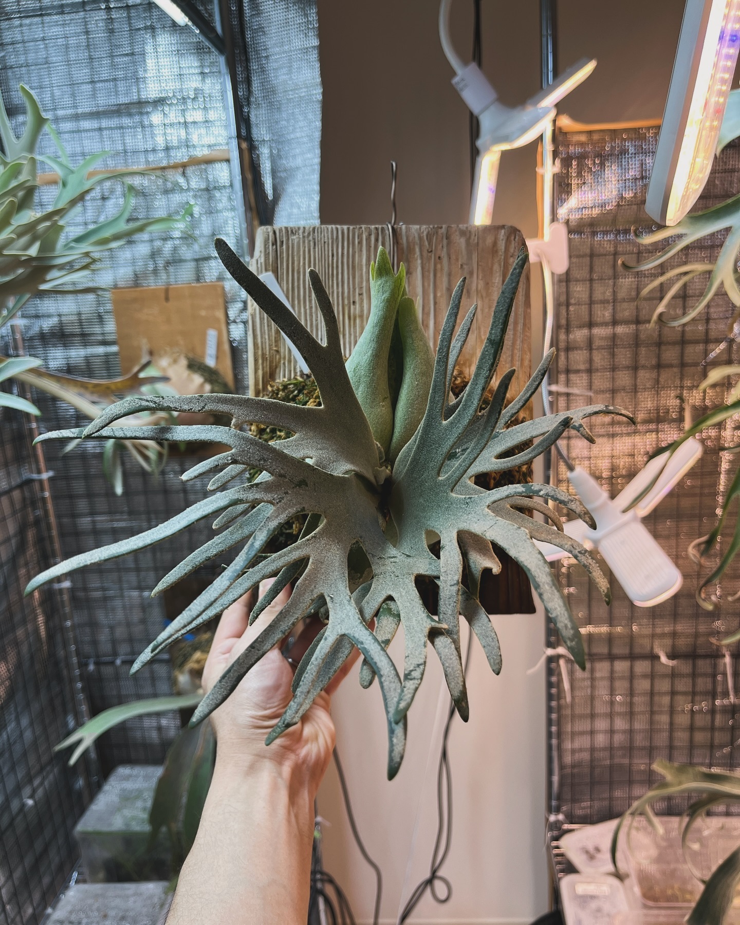 P.willinckii jade girl sporeling #2