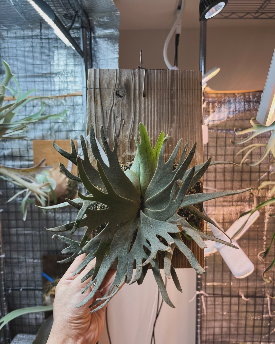 P.willinckii jade girl sporeling 太陽を見たことがない完全LEDで育