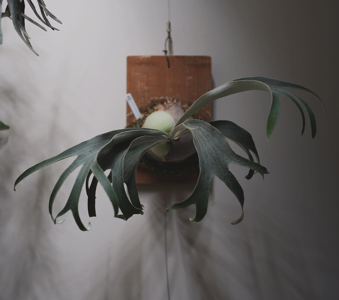 P.veitchii auburn river胞子培養＃1 ついでにこの株もポスト。 同じ環境なのに