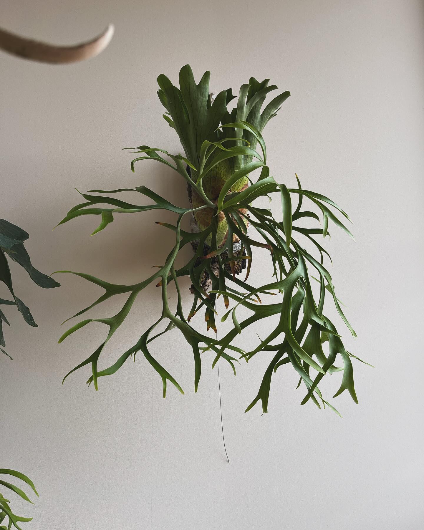 P.coronarium from @katsu_hibino 細葉でいい感じです。やはりコロナは素