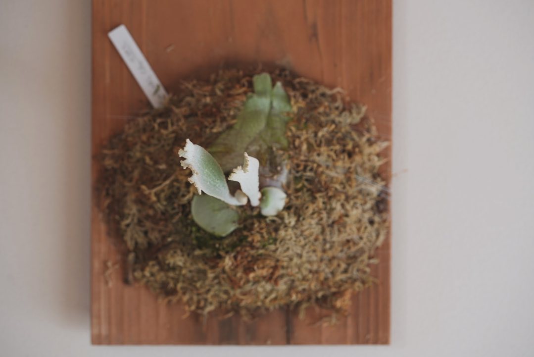 P.celso tatsuta 首折れして目玉の親父状態から約3ヶ月。 なんとか復活させました。 根