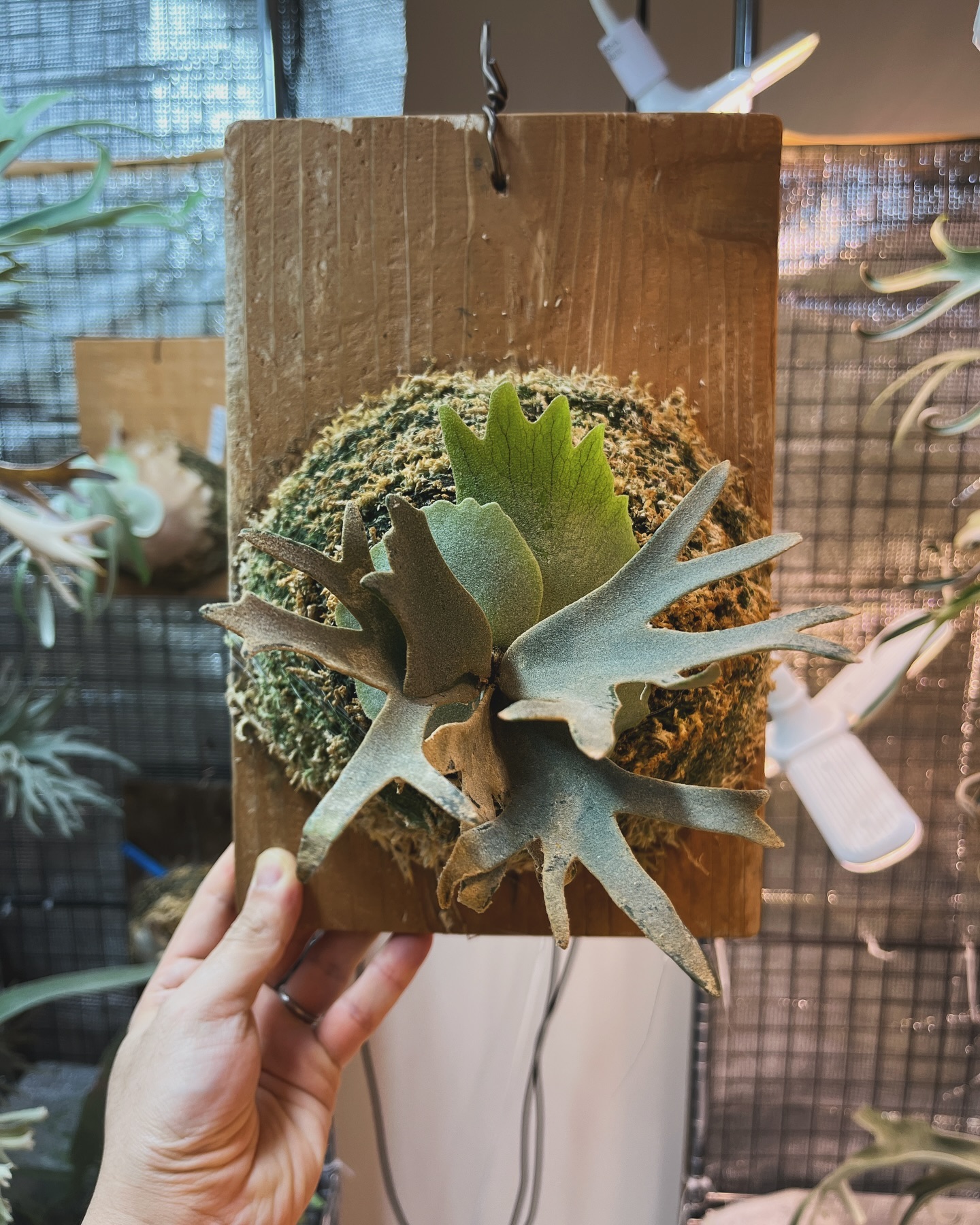 Platycerium willinckii OMG 苔増し記念 マグァンプ コンポスト