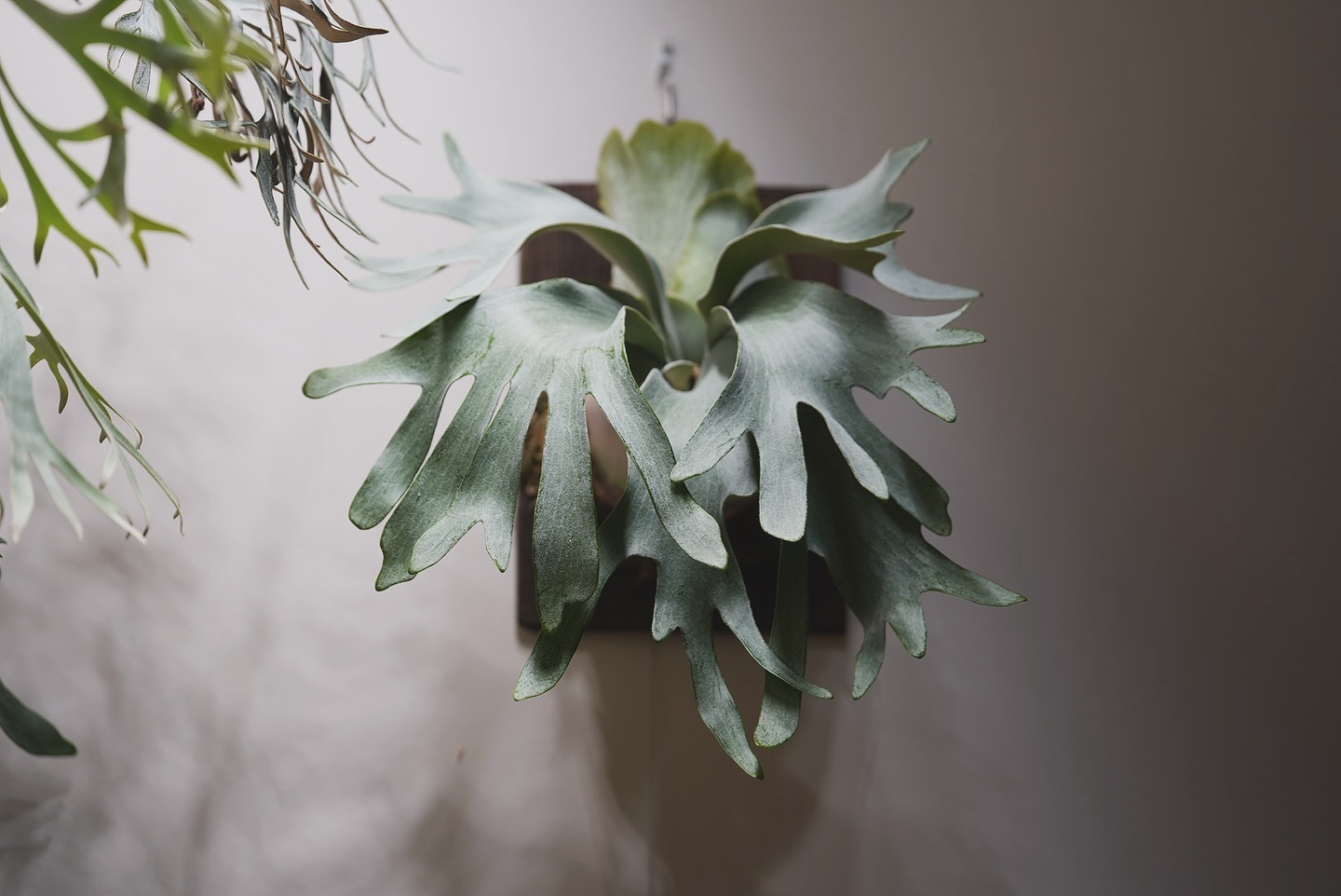 P.White gizmo もりぞー