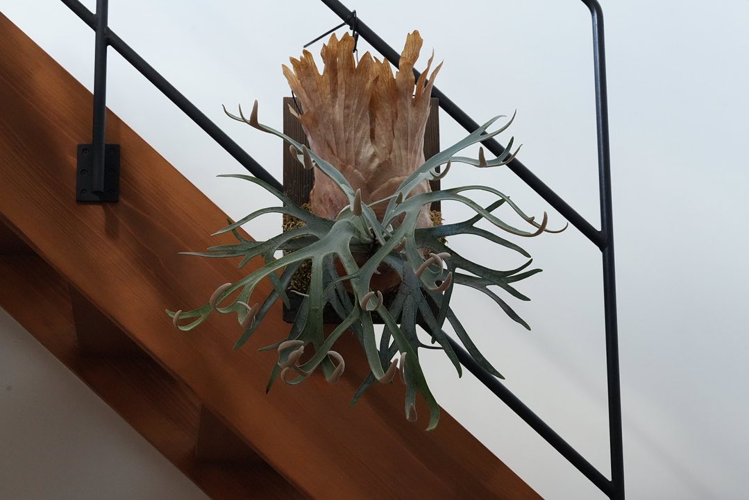 P.willinckii moonlight LEDガンガンビカク。