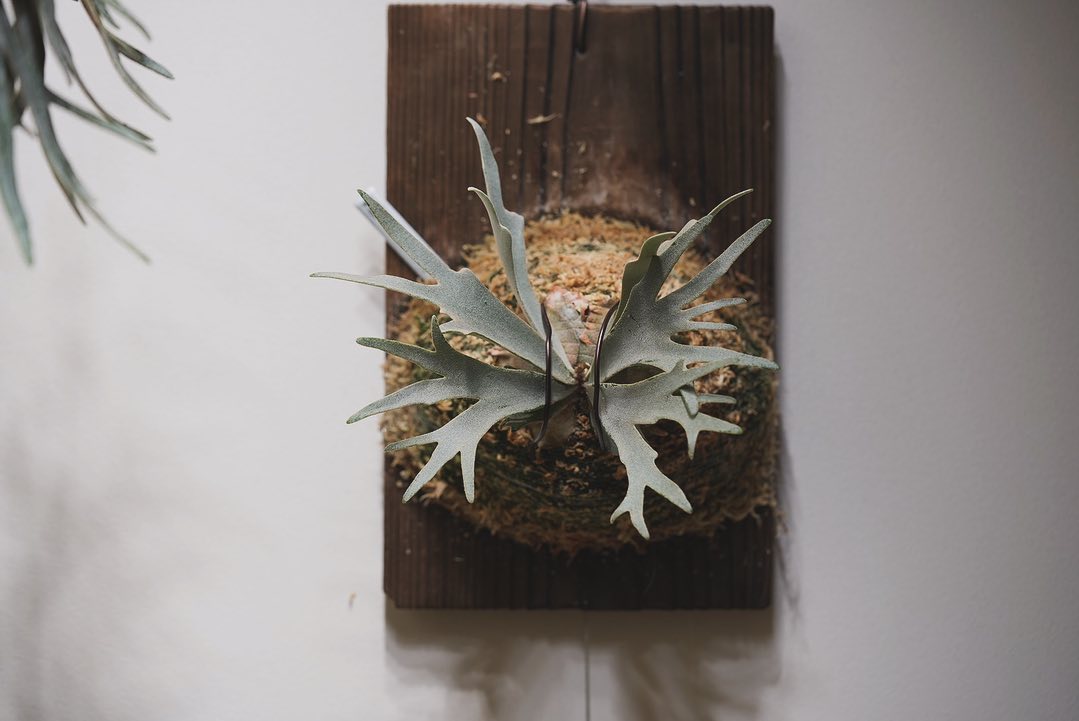 Platycerium willinckii “Blue Queen Dwarf Sporeling