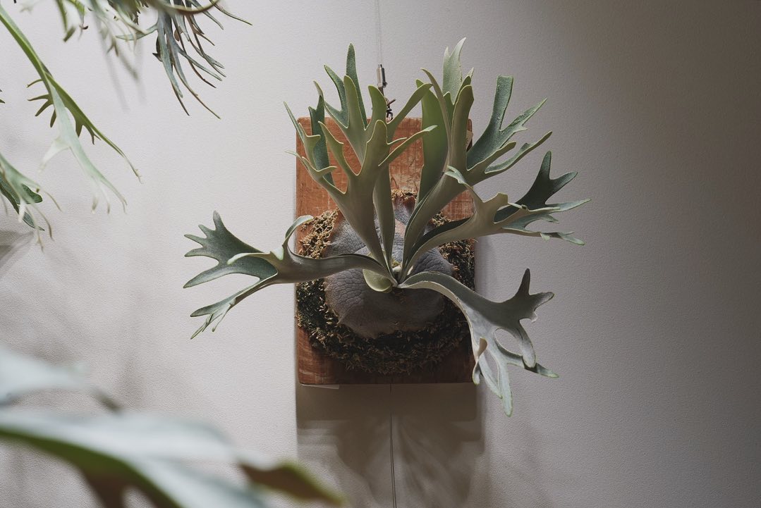 P.veitchii sporeling (Group-VR) from @acupom219 さん