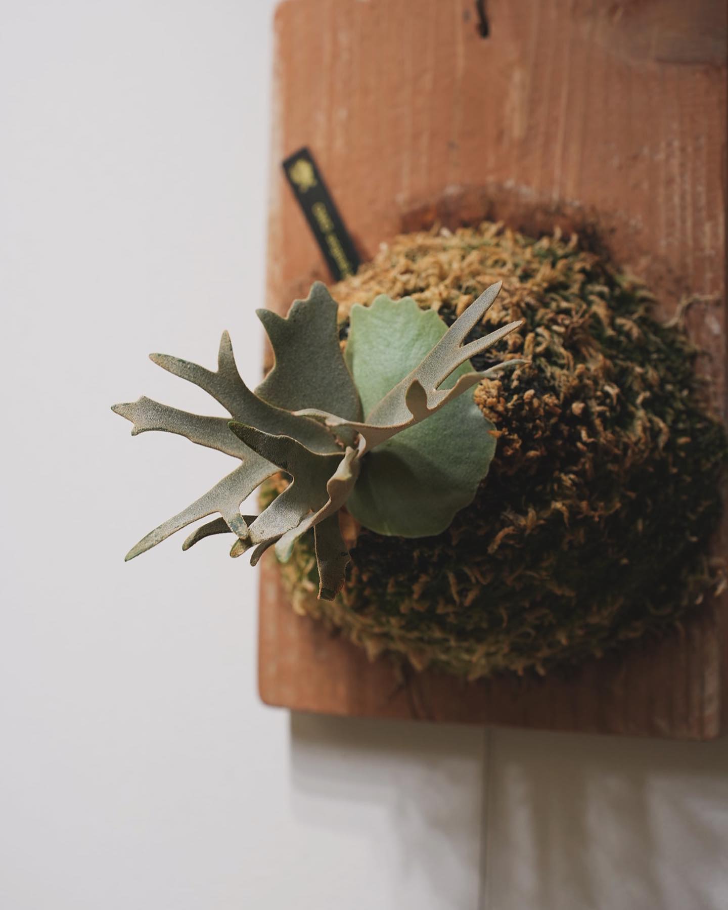 Platycerium willinckii OMG 呪術師は才能が8割とのことですが、ビカクはどう