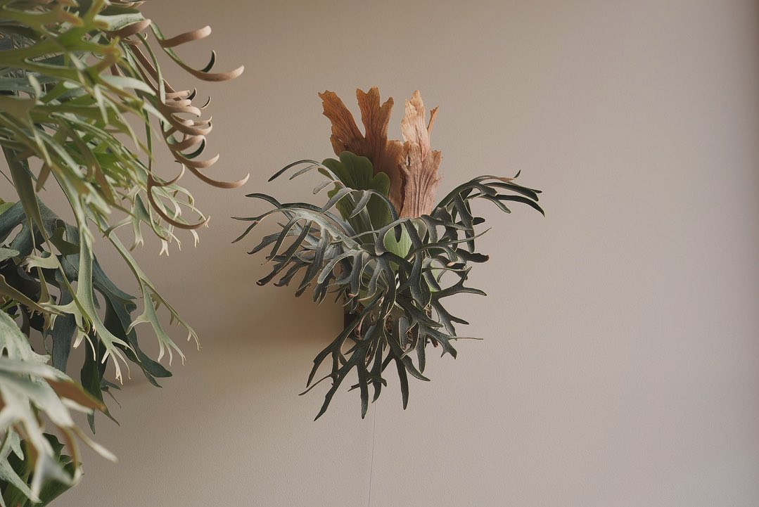 P.willinckii moonlight from @katsu_hibino やっぱりいいビカ