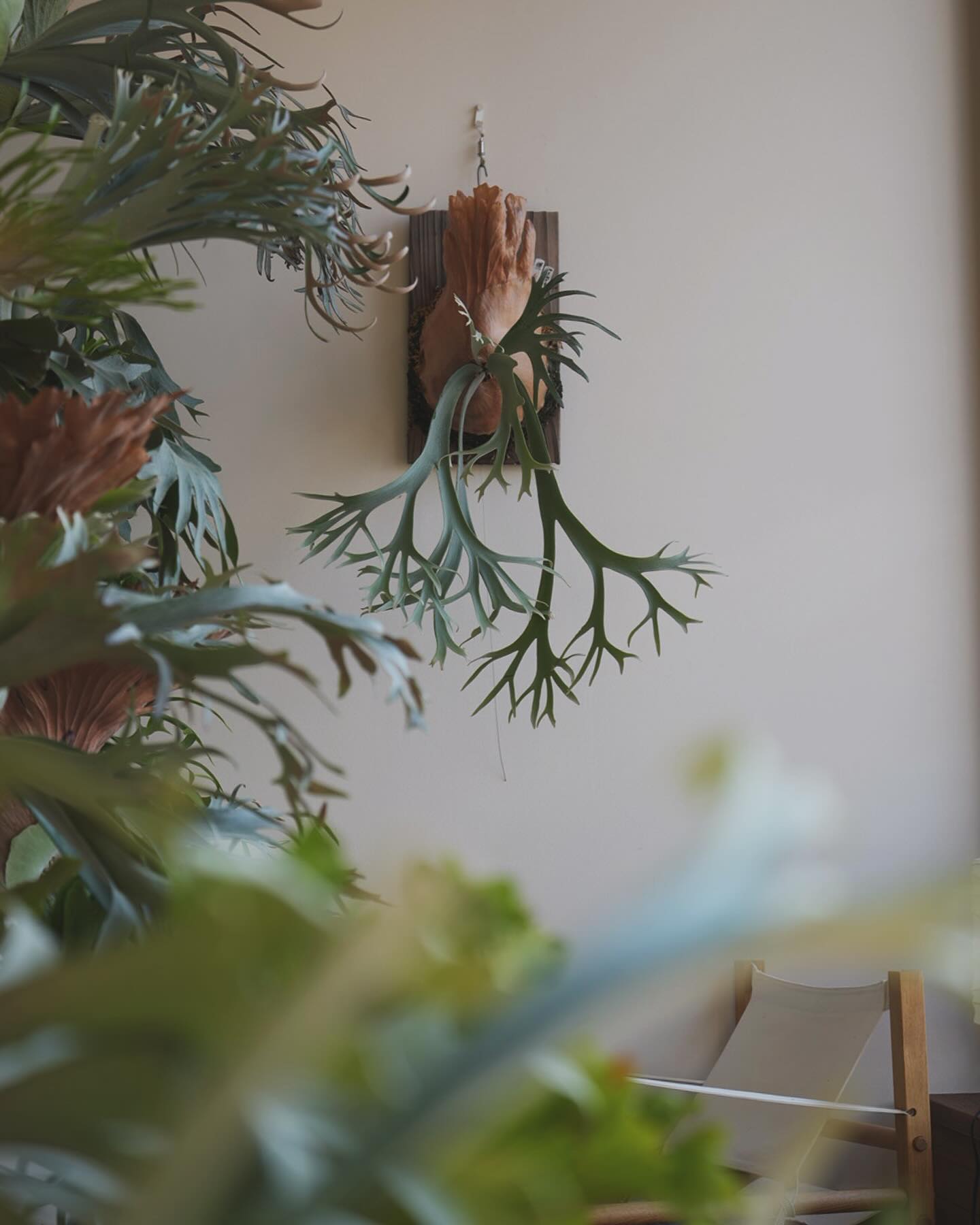 P.willinckii bogor suddan ワイヤー取れました いいビカクです。 コンパクト