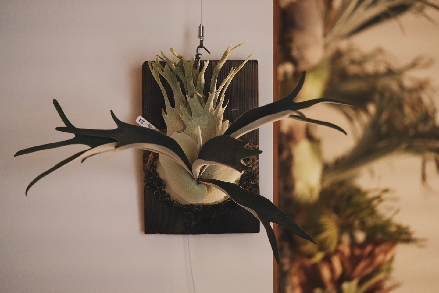 P.veitchii auburn river胞子培養＃3 竹内まりやや山下達郎の曲が流れてきそうな