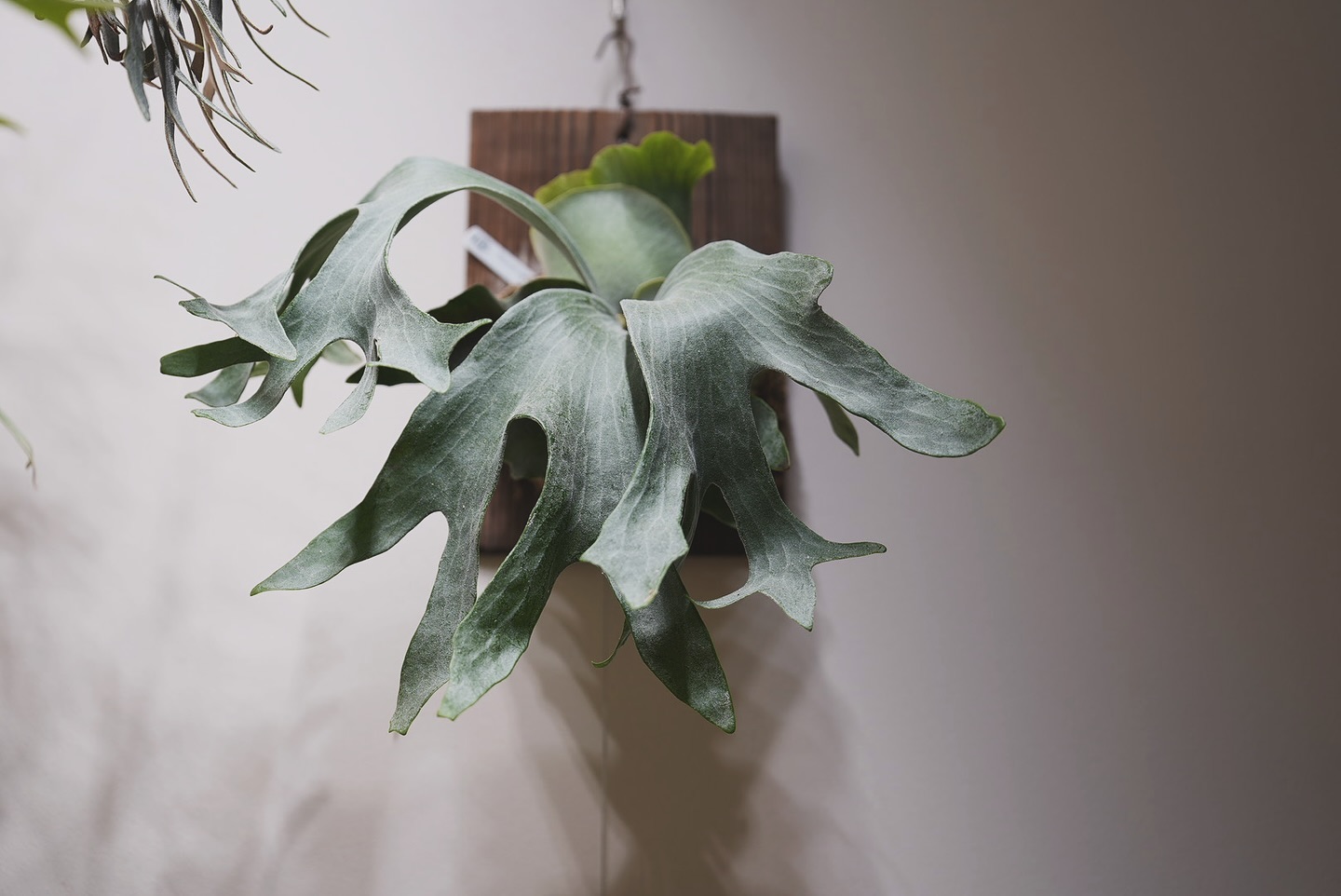 P.Ginka from @botanyvalley キッコロ