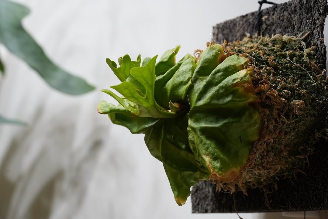 P.ridleyi dwarf 一家に一株リドレイドワーフ。 最近私の中で人気急上昇ビカクちゃんです