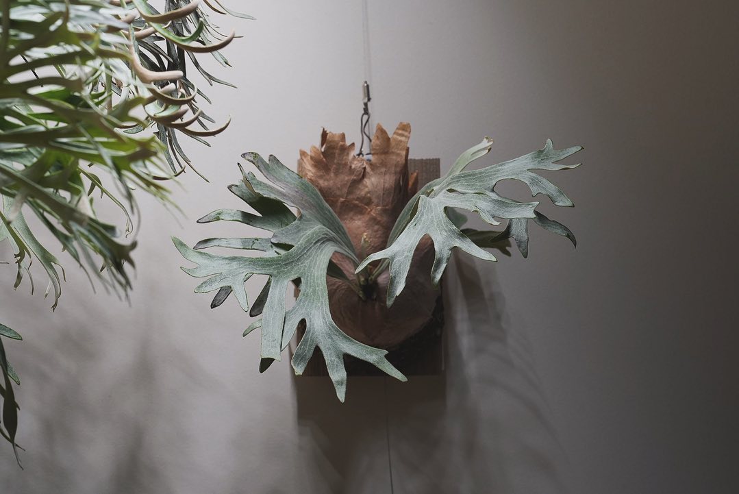 P.sp HK sporeling 【Majus mix 】 よきよき