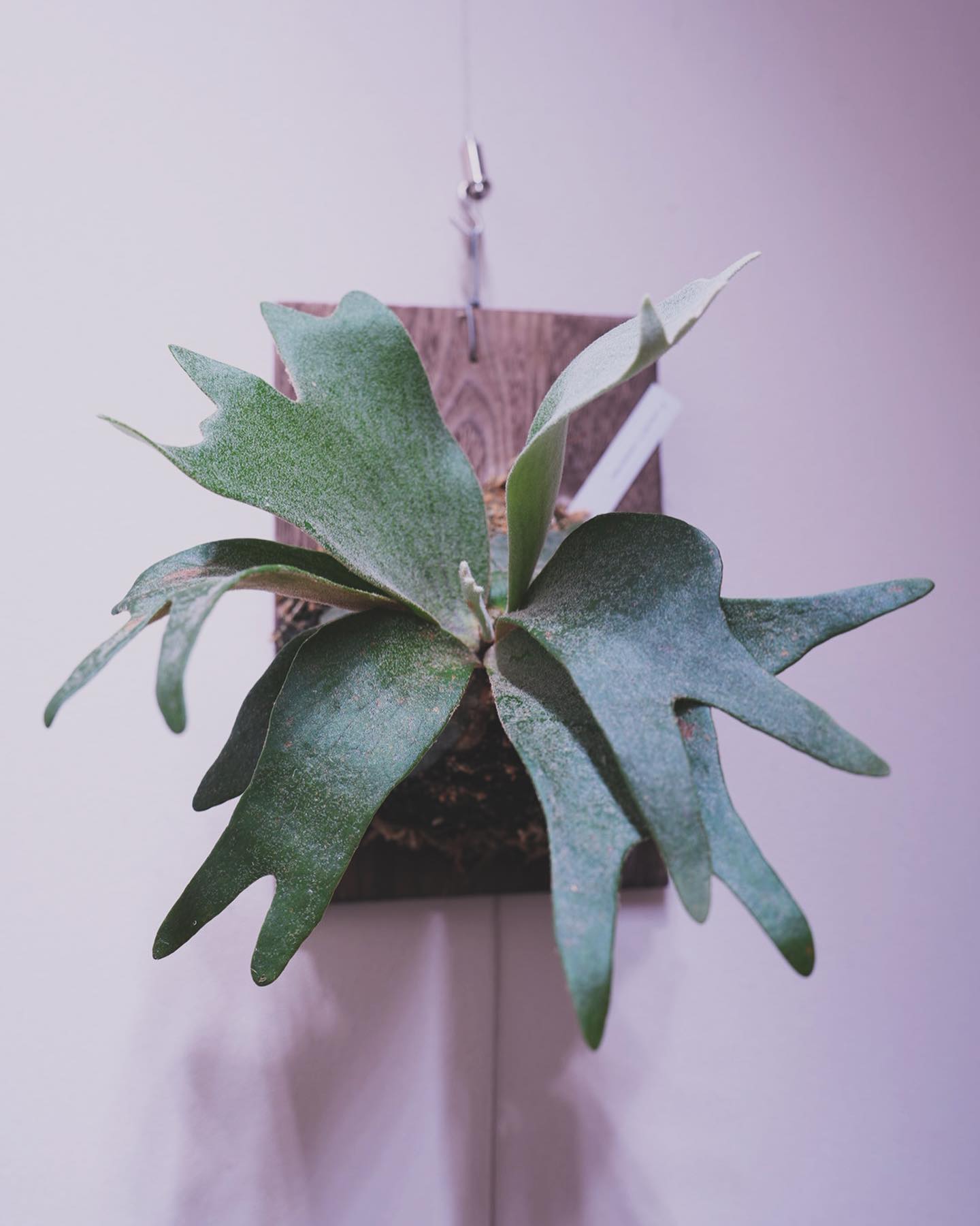 P.veitchii x coronarium from @katsu_hibino なかなか面白そ