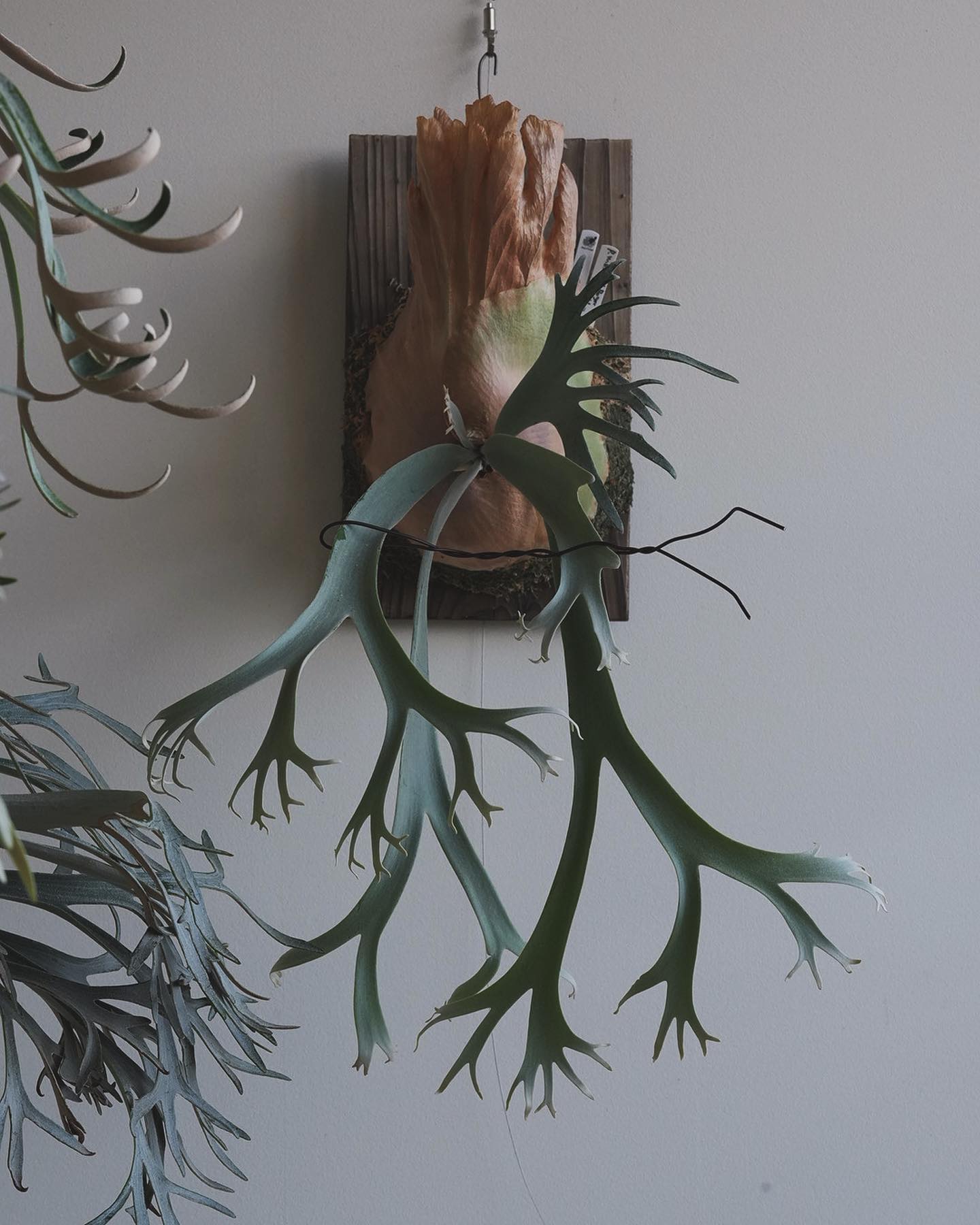 P.willinckii bogor suddan 王道でいいですね〜 王道というと、昨日のストーリ