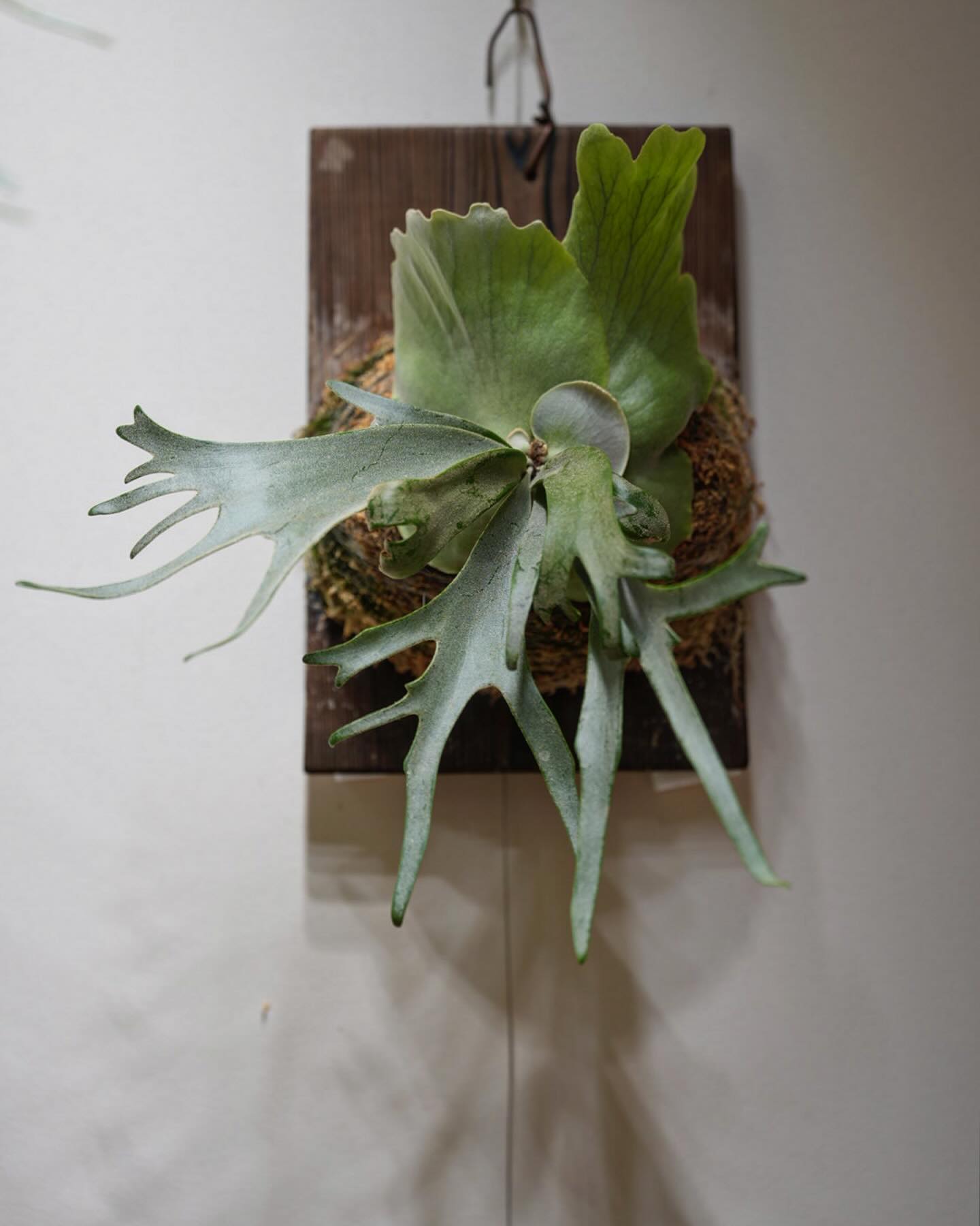 P.willinckii blue queen こういう貯水葉がくると次の胞子葉から期待ができますよ