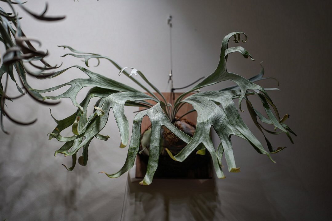 P.mt lewis 白い方 すごく好きなんだけど貯水葉が一年くらい出なくて半ば諦めてる株。 皆さん