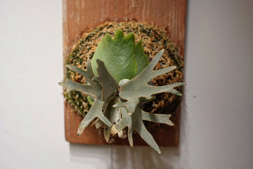 Platycerium willinckii OMG うちのドワーフ達は成長速度が緩慢です。