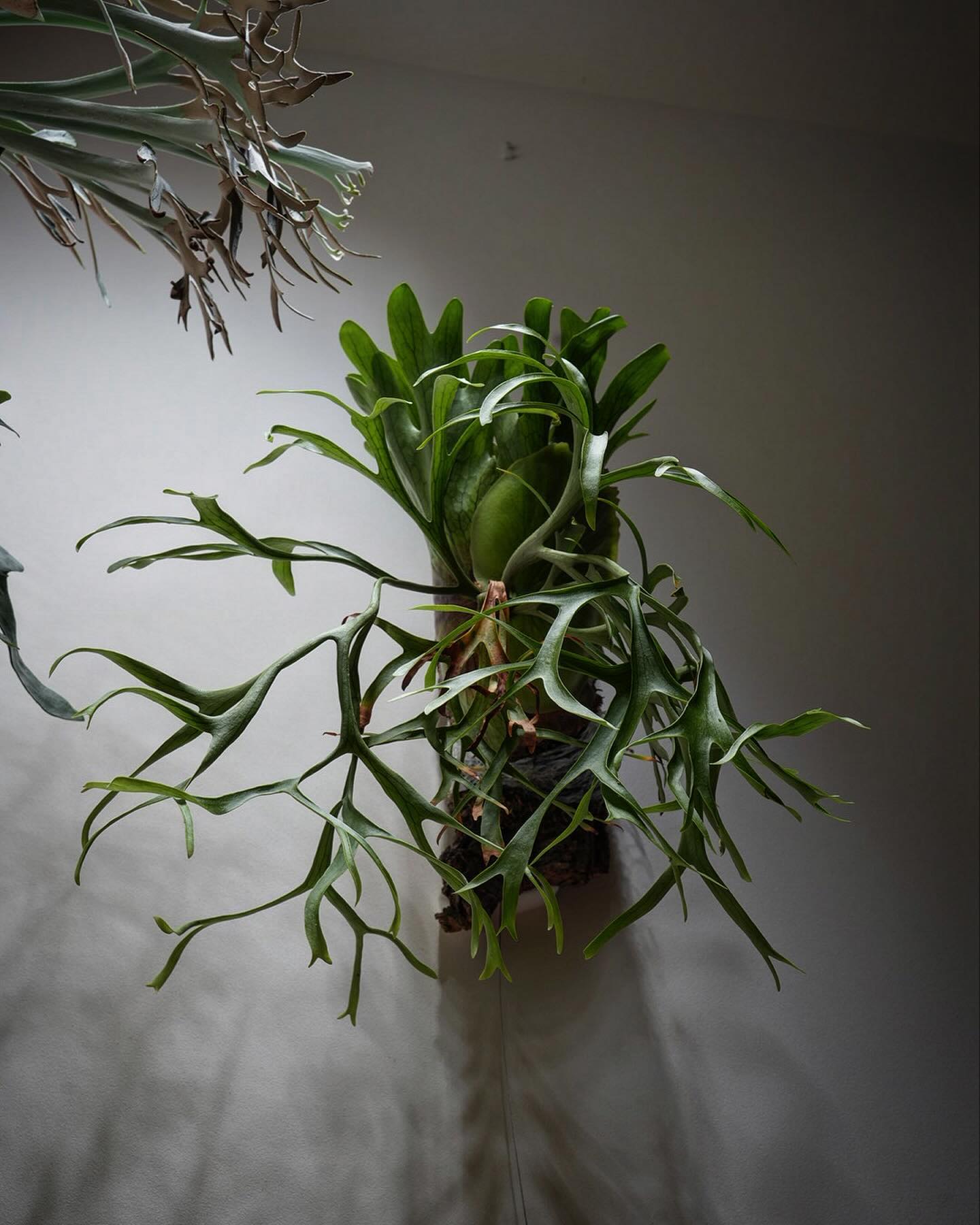 P.coronarium from @katsu_hibino 原種最高と言いなさい。