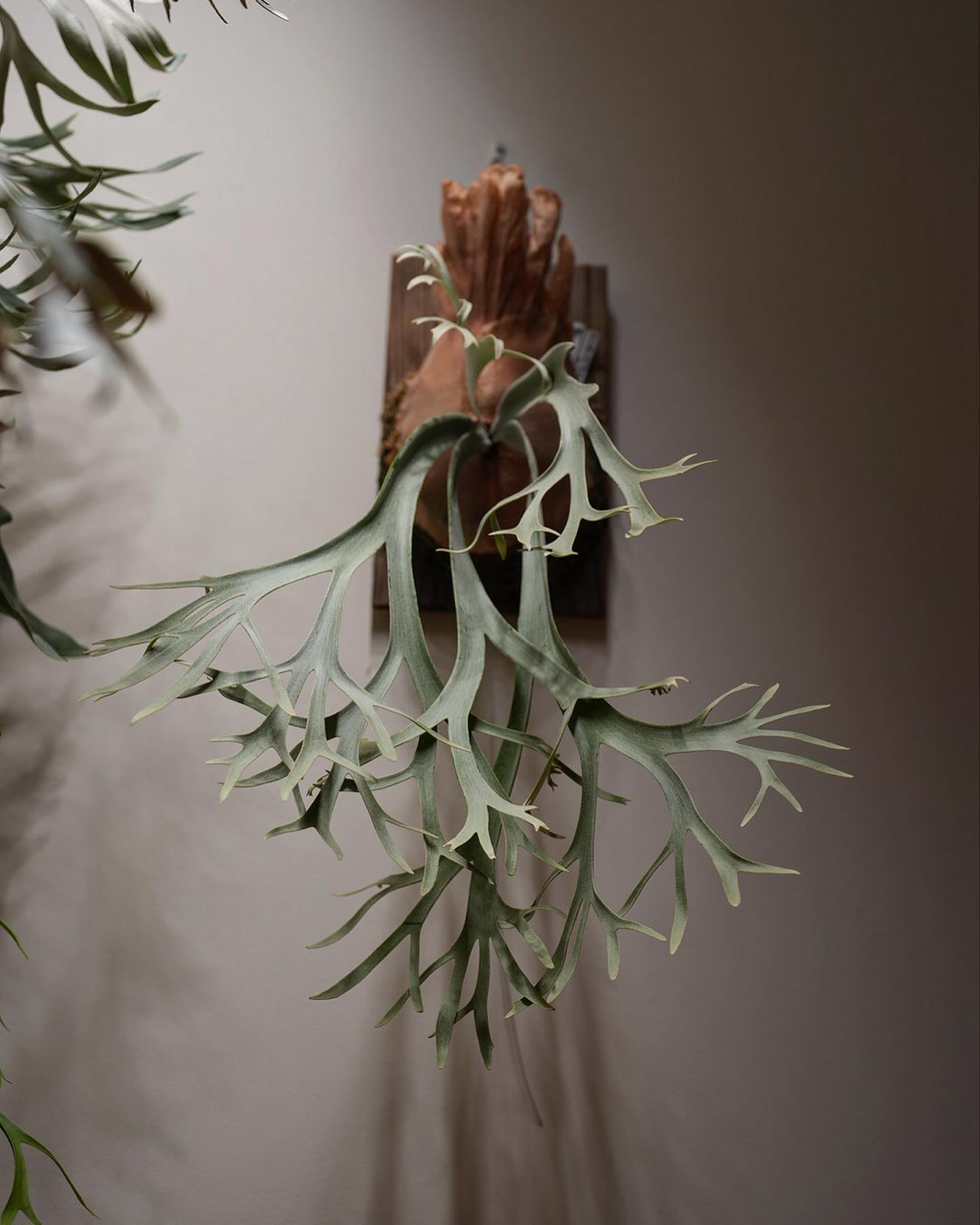 P.willinckii bogor suddan