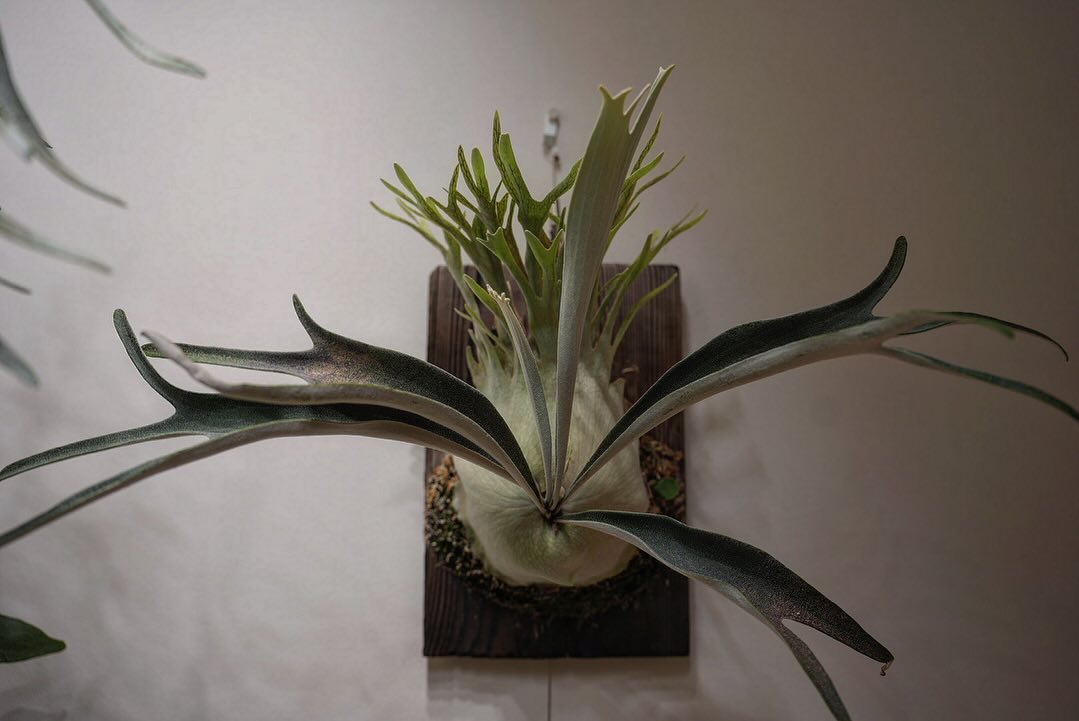 P.veitchii auburn river胞子培養＃3 自分で蒔いて育てた株は可愛くて仕方ない。