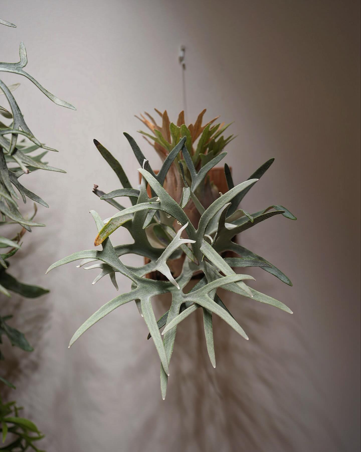 P.veitchii "King Fisher” from @botanyvalley ベイチーもい