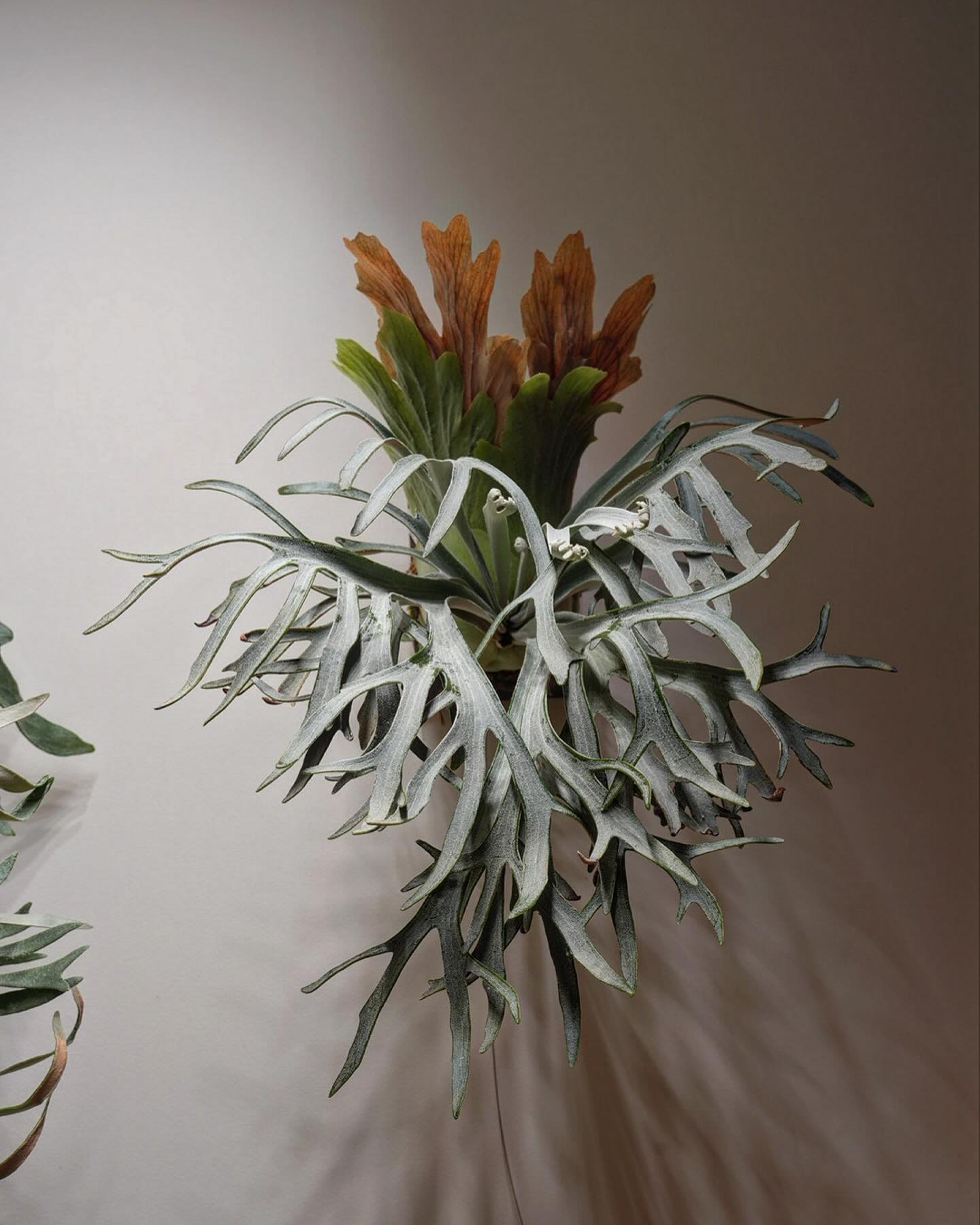 P.willinckii moonlight from @katsu_hibino とある販売者さん