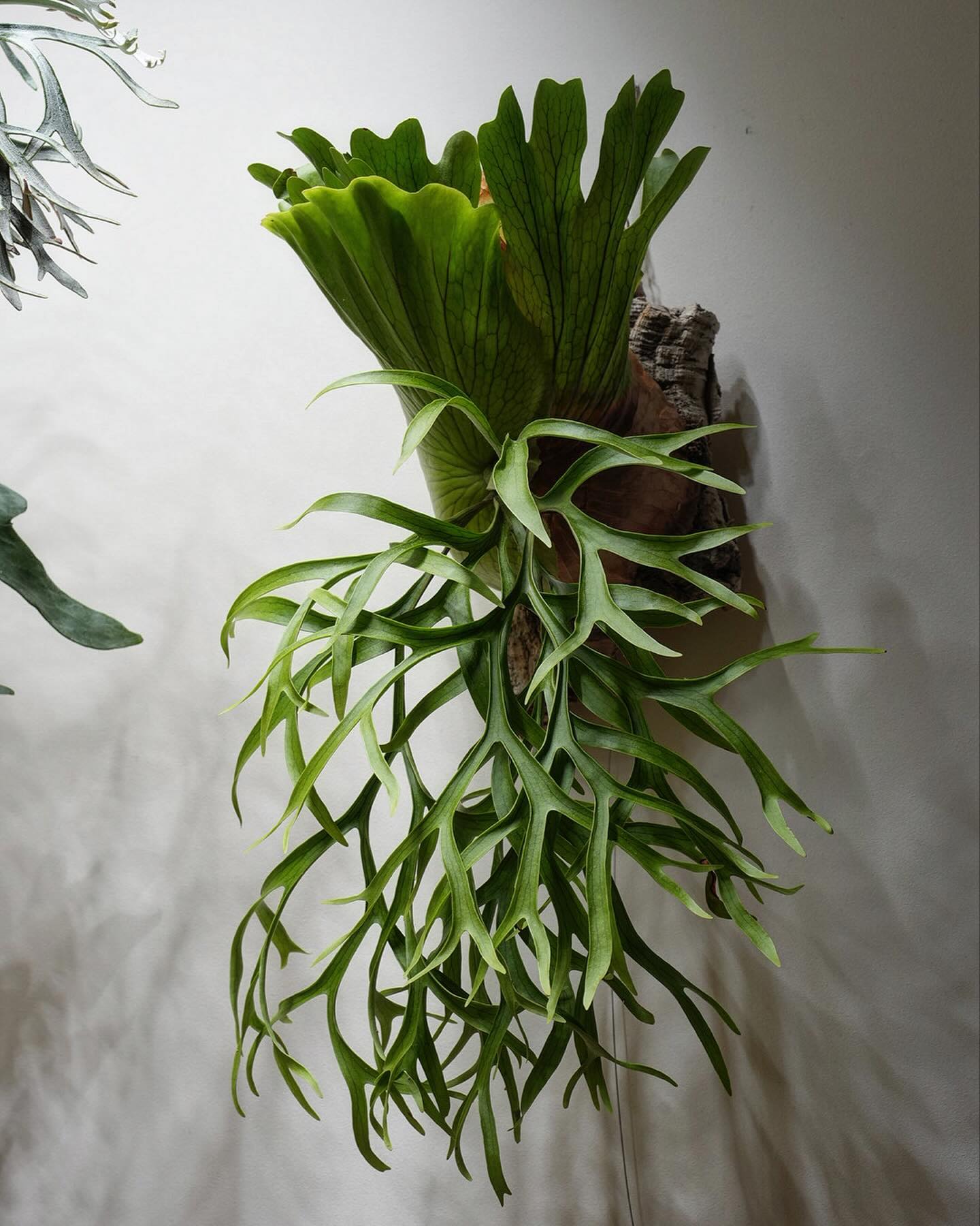 P.coronarium waiwai from @vandaka_plants コロナリウムは素直