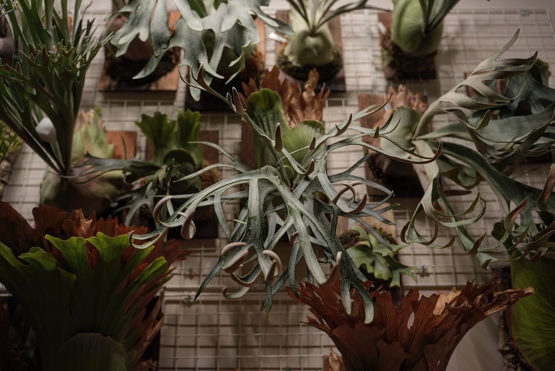 P.willinckii moonlight こんな撮り方はどうでしょう？