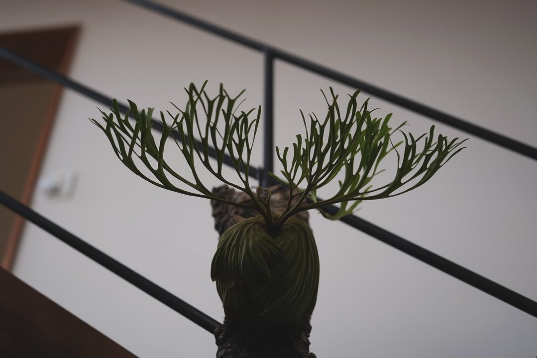 Platycerium ridleyi nano from @katsu_hibino 最近つかなか