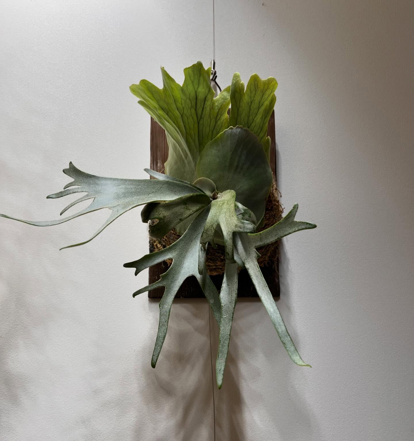 P.willinckii blue queen 今日は私がやってる貯水葉のテクニックを紹介します。 