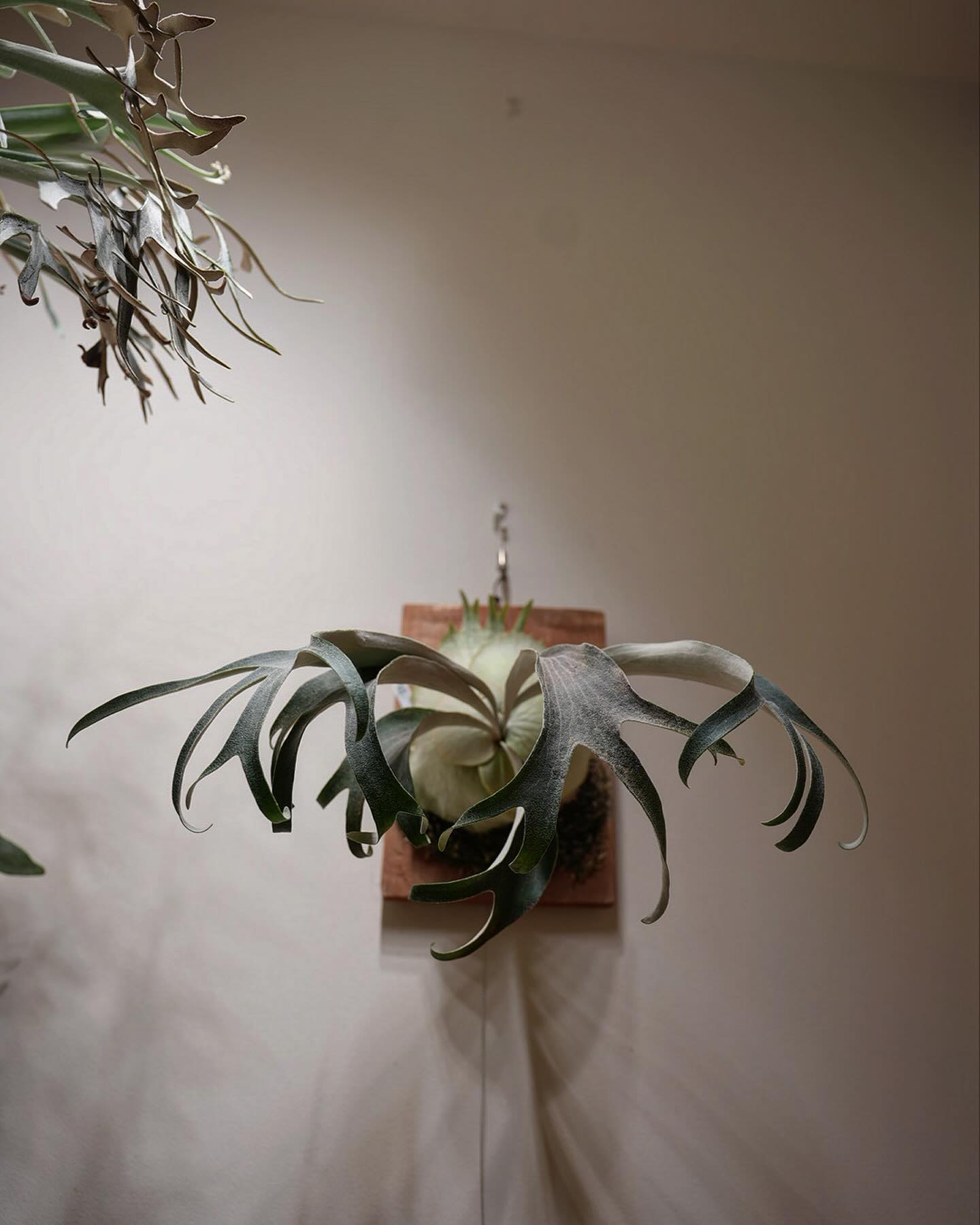 P.veitchii auburn river胞子培養＃1 こいつも自家製ARs トキントキンのピロ