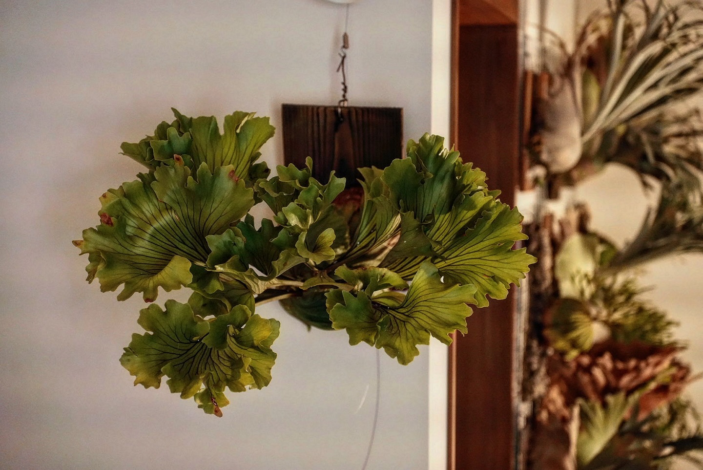 Platycerium ridleyi monkey king 舞茸