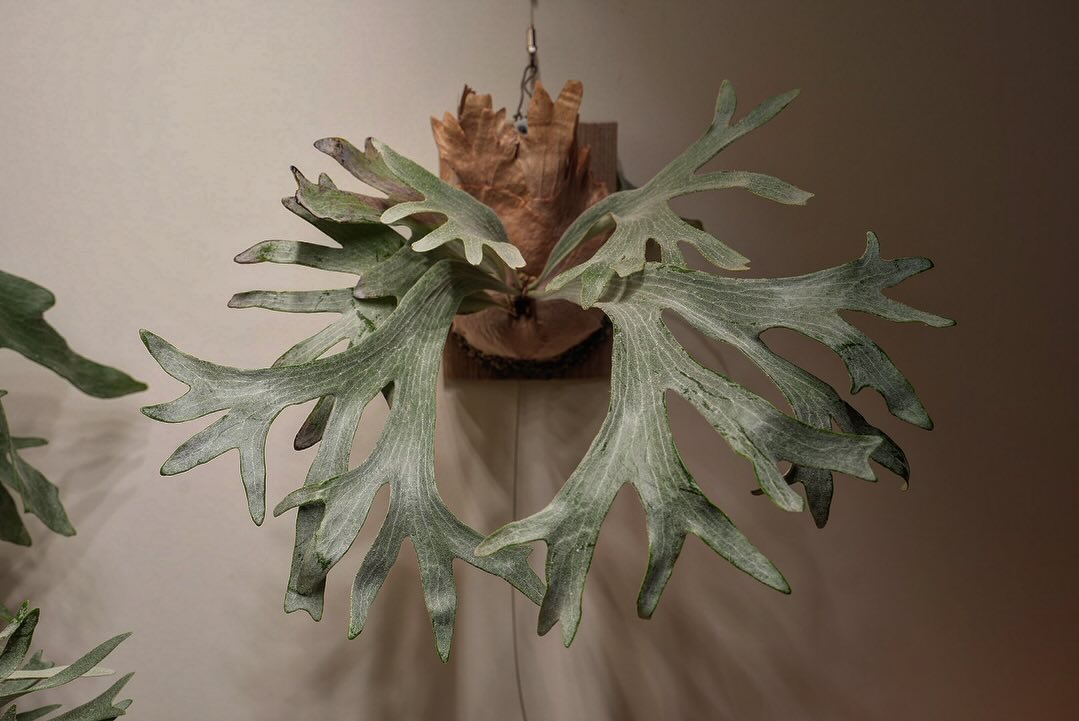 P.sp HK sporeling 【Majus mix 】 フェイクグリーンに間違われる部門No.