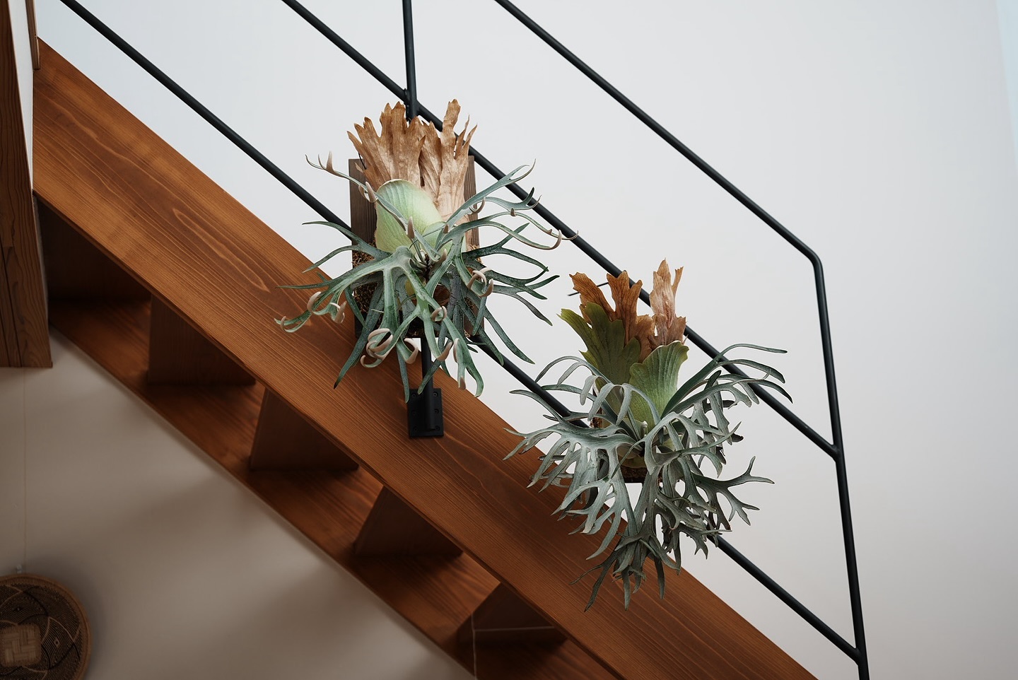 R P.willinckii moonlight L P.willinckii moonlight 