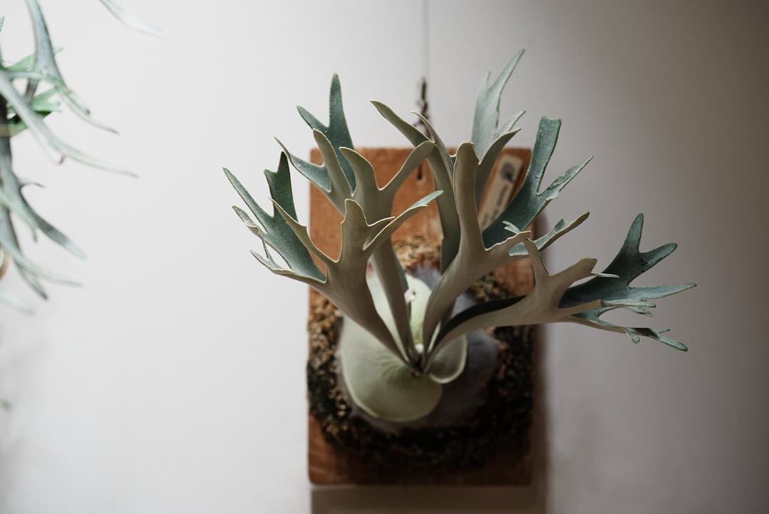 P.veitchii sporeling (Group-VR) from @acupom219 さん