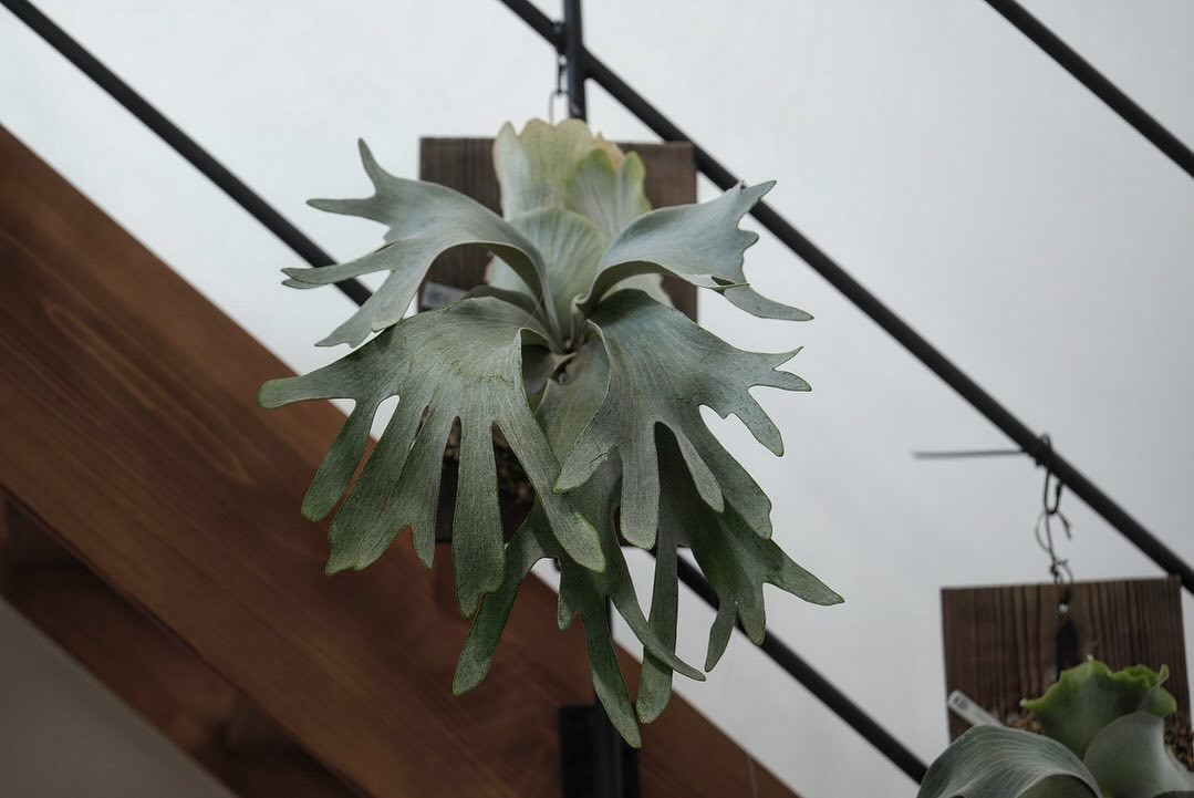 P.White gizmo 今回の胞子葉から分岐が出そう。 ぴろぴろにするかバキバキにするか迷うとこ