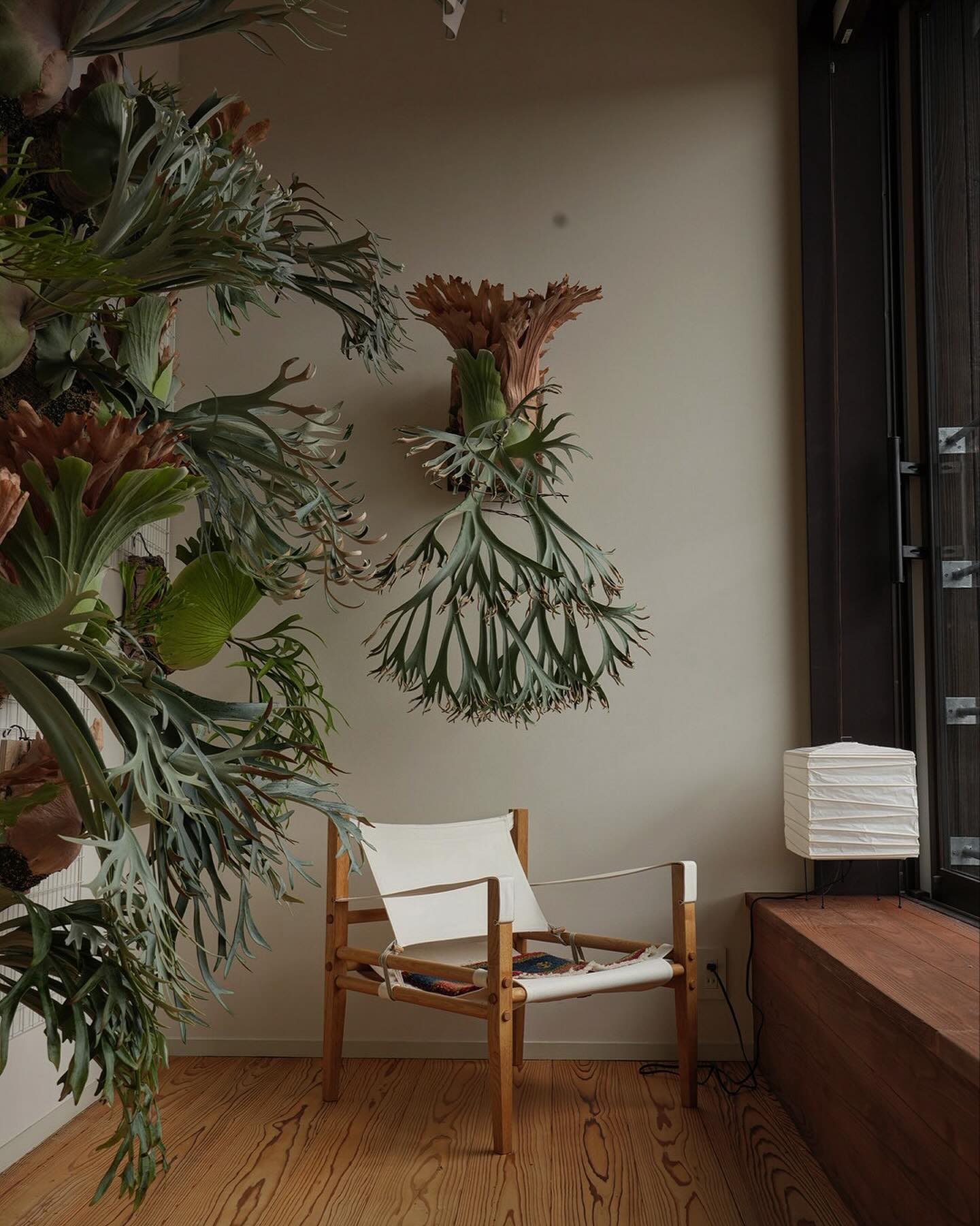 P.willinckii 月光爪哇 from @comolebi_plants この3枚ならどの写真